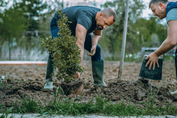 Best Emergency Tree Removal  in USA